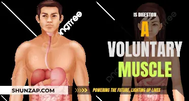 Understanding the Voluntary Muscles Involved in Digestion