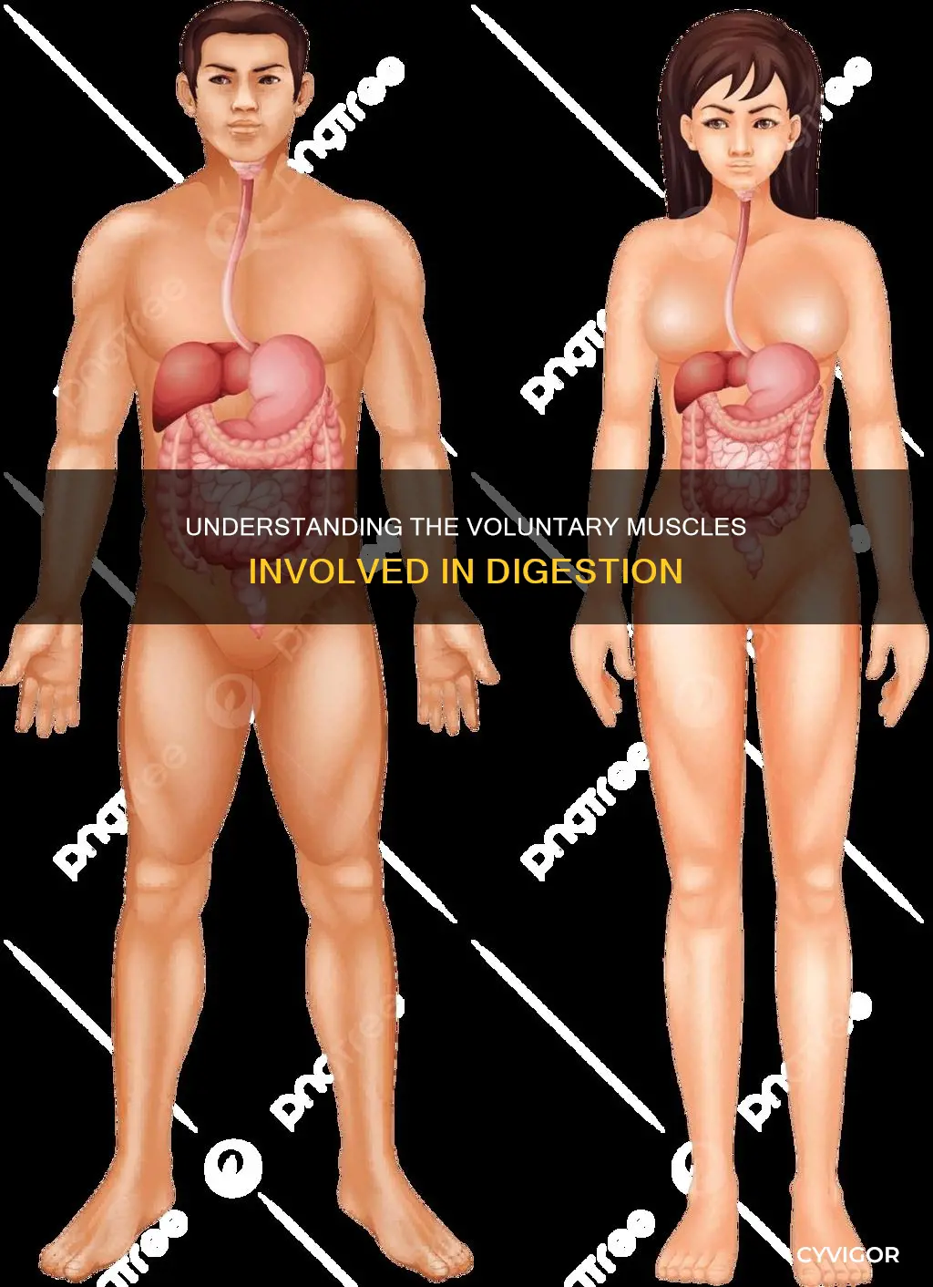is digestion a voluntary muscle