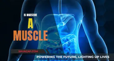 Digestive Muscles: Fact or Fiction?