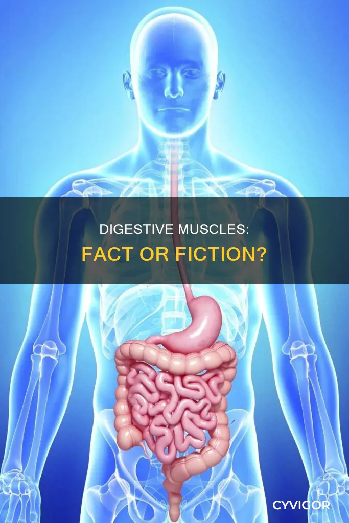 is digestive a muscle