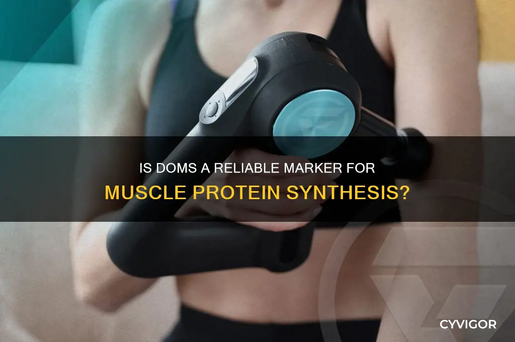 is doms a good indicator of muscle protein synthesis