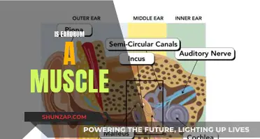 The Eardrum: Muscle or Membrane?