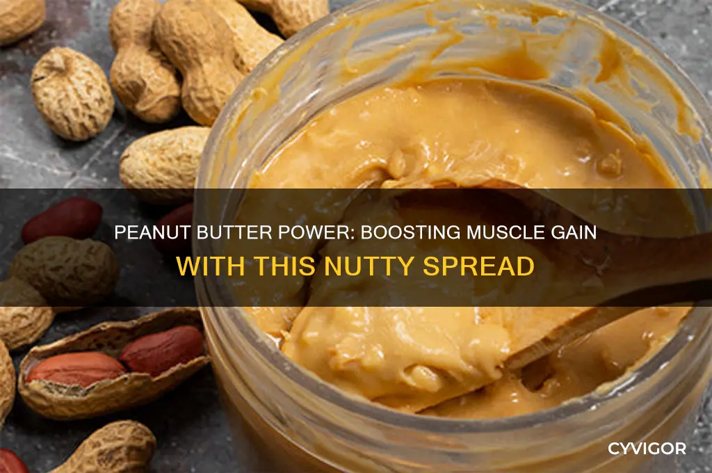 is eating peanut butter good for muscle gain