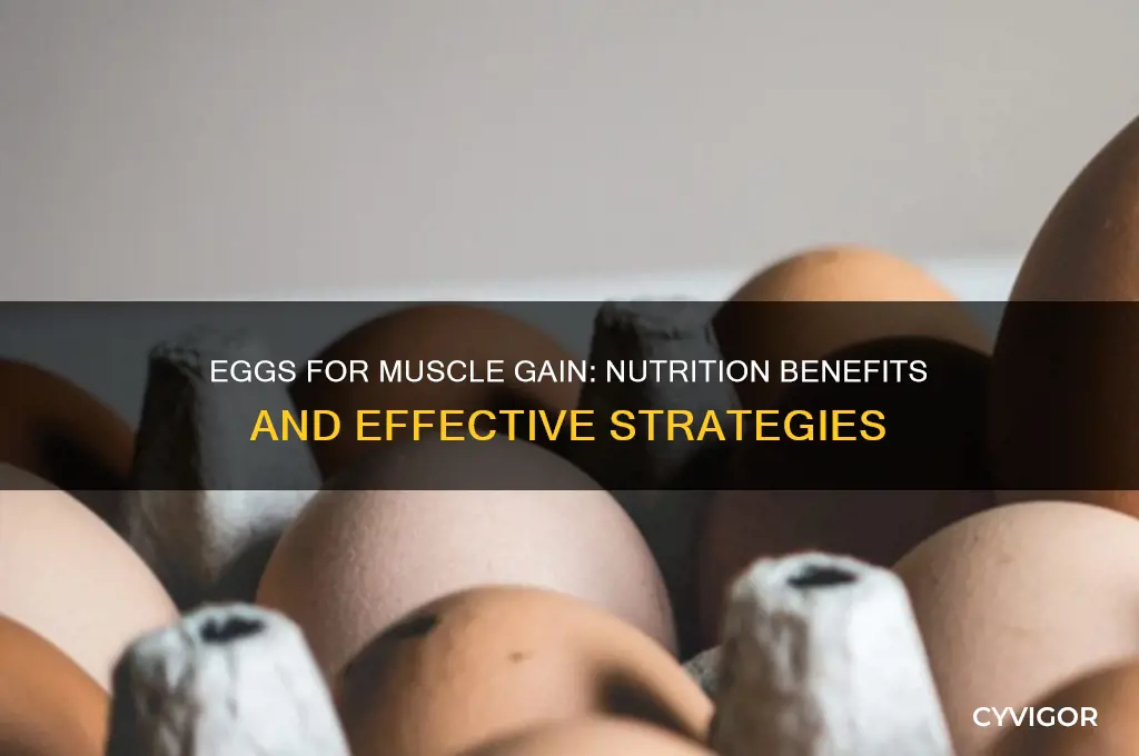 is egg good for muscle gain