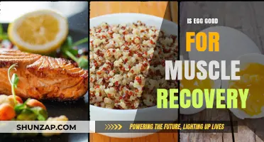 Egg's Role in Muscle Recovery: Benefits and Best Practices
