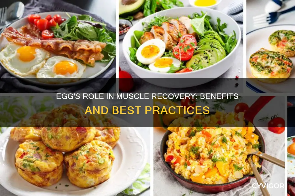 is egg good for muscle recovery