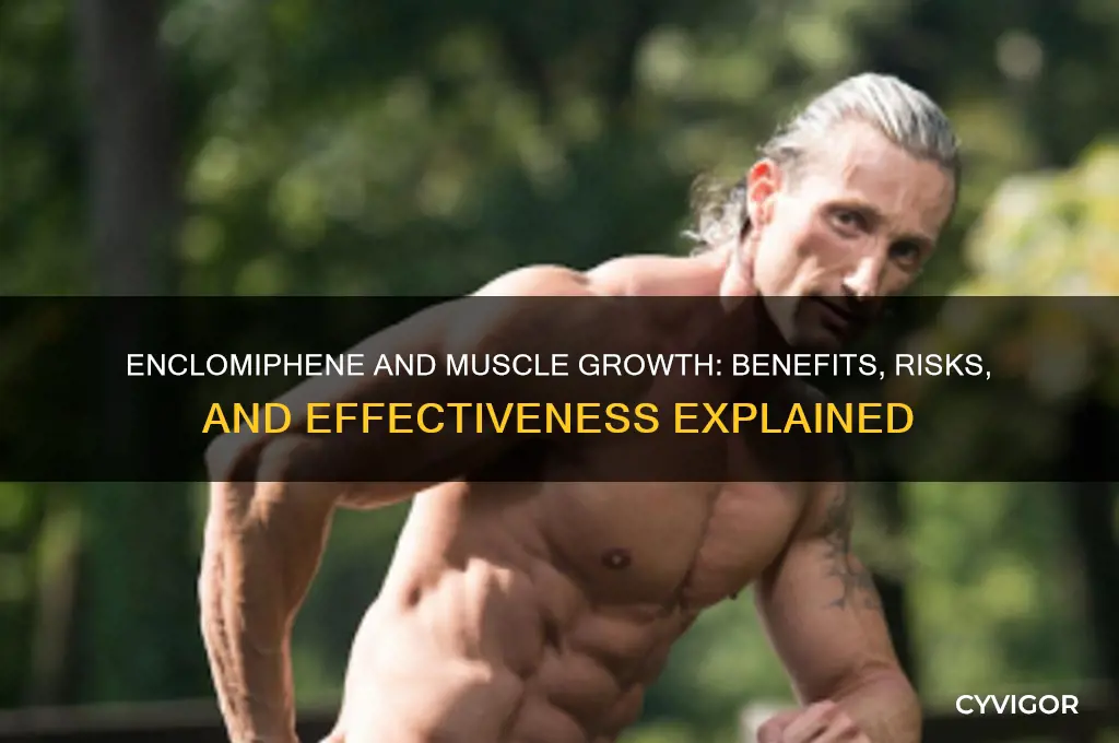 is enclomiphene good for muscle growth