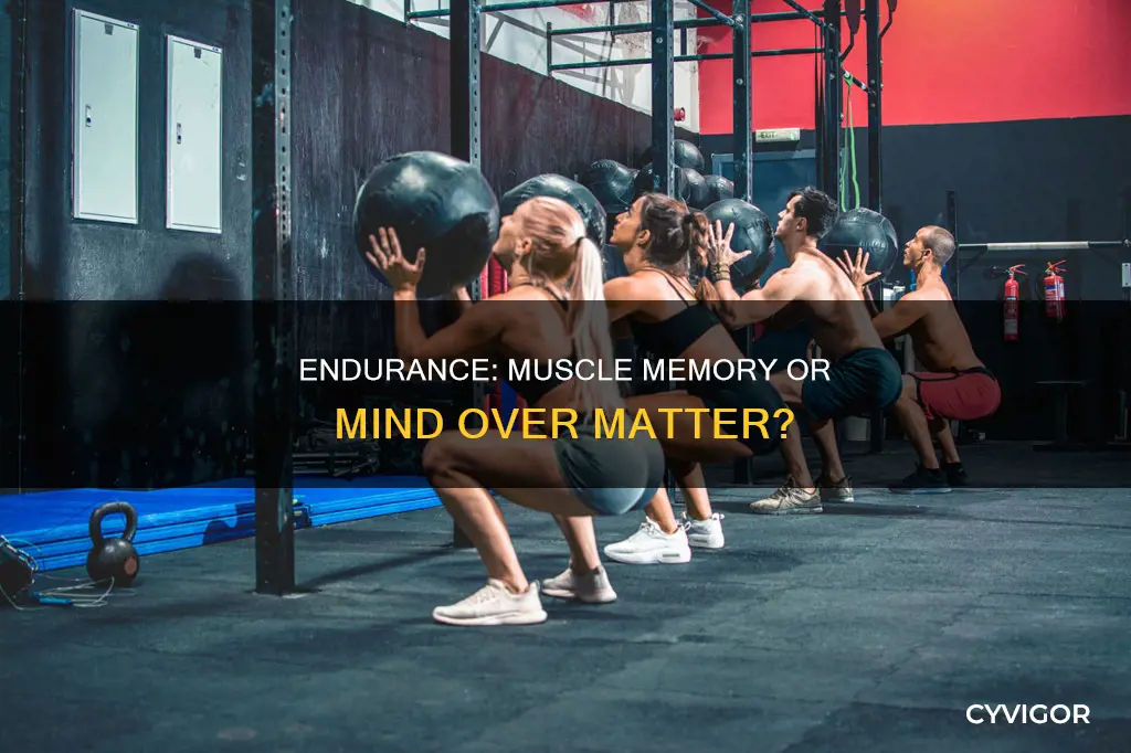 is endurance in the muscle