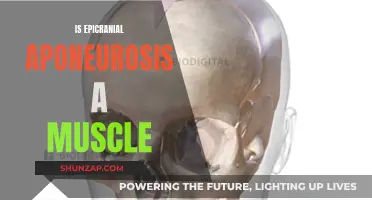 What is Epicranial Aponeurosis? Is it a Muscle?