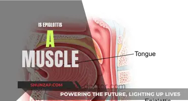 The Epiglottis Conundrum: Muscle or More?