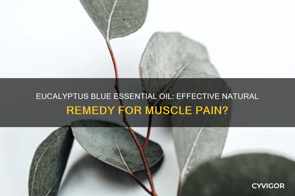 is eucalyptus blue good for muscle pain