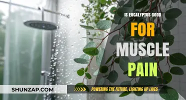 Eucalyptus Oil Benefits: Natural Relief for Muscle Pain and Soreness
