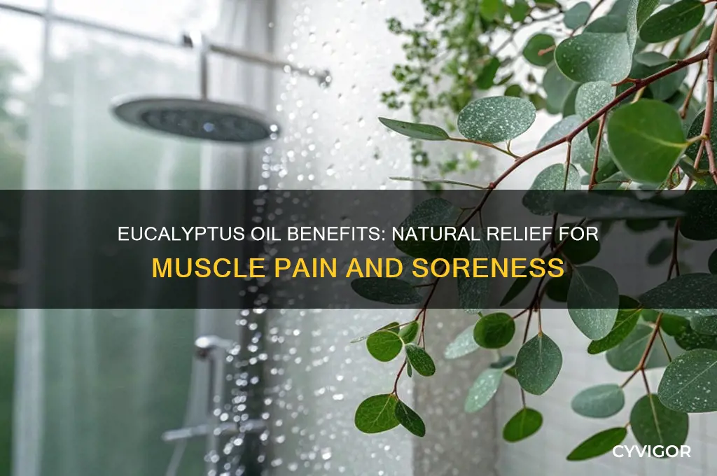 is eucalyptus good for muscle pain