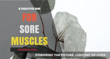 Eucalyptus Benefits: Natural Relief for Sore Muscles and Recovery