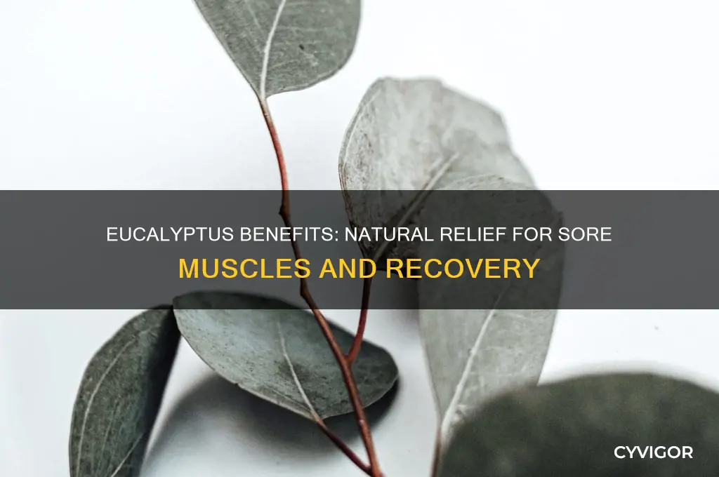 is eucalyptus good for sore muscles