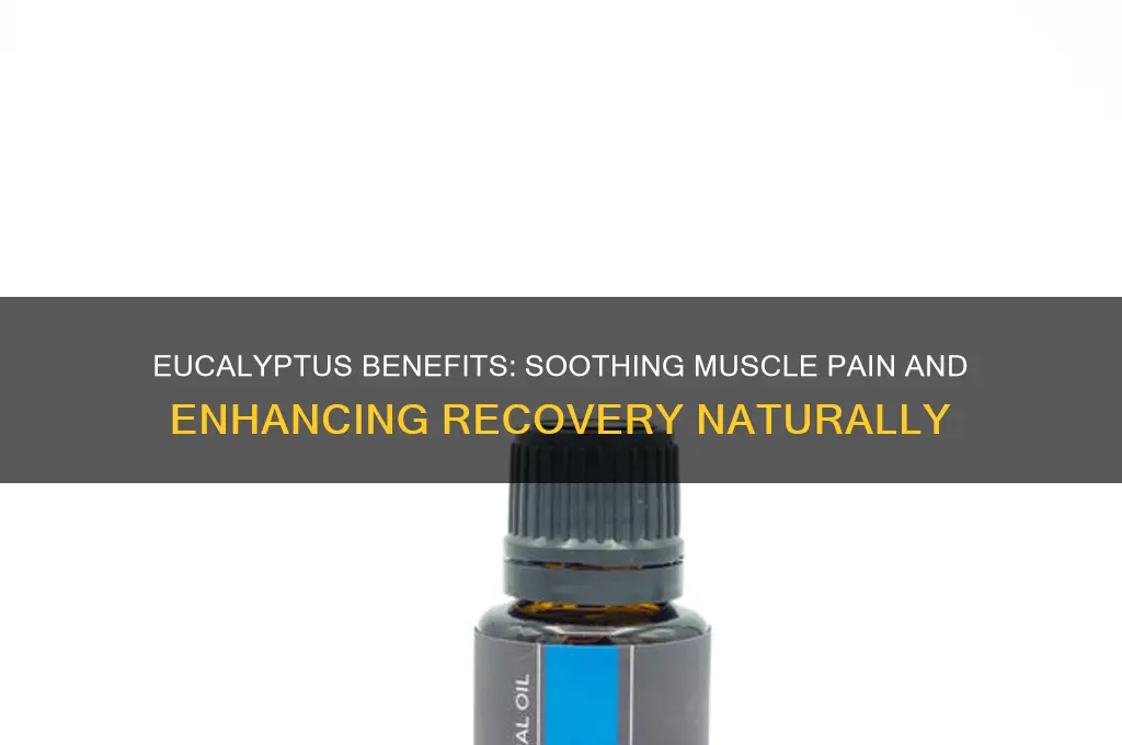 is eucalyptus good for your muscles