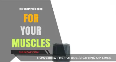 Eucalyptus Benefits: Can It Soothe and Strengthen Your Muscles?