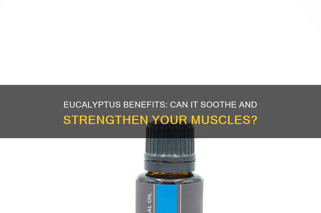 is eucolyptus good for your muscles