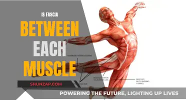 The Fascial Web: Muscles Interconnected