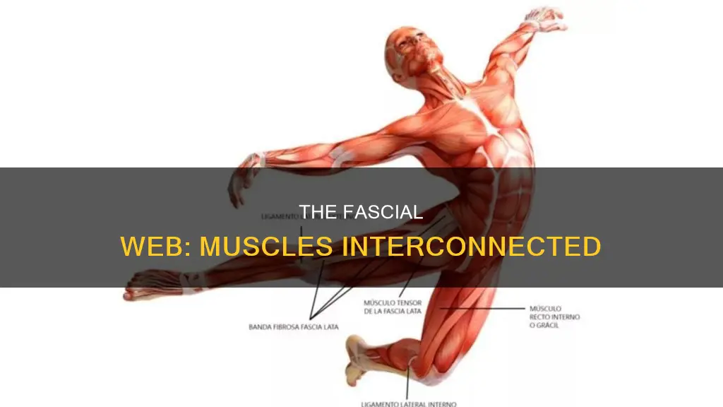 is fascia between each muscle