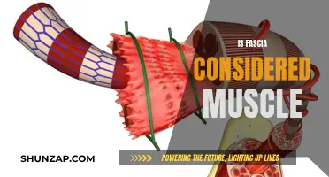 The Fascial System: Beyond Muscle Support