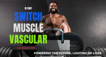 The Muscle Vascularity and Fast-Twitch Fiber Connection