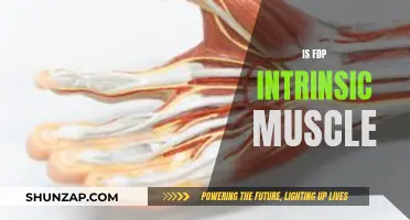 The Intrinsic Muscle Group: FDP Explained