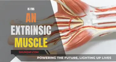 Understanding the FDS Muscle: Intrinsic or Extrinsic?