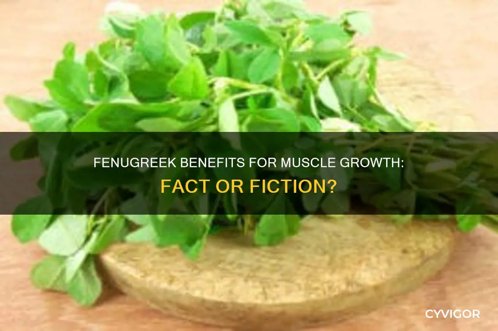 is fenugreek good for muscl