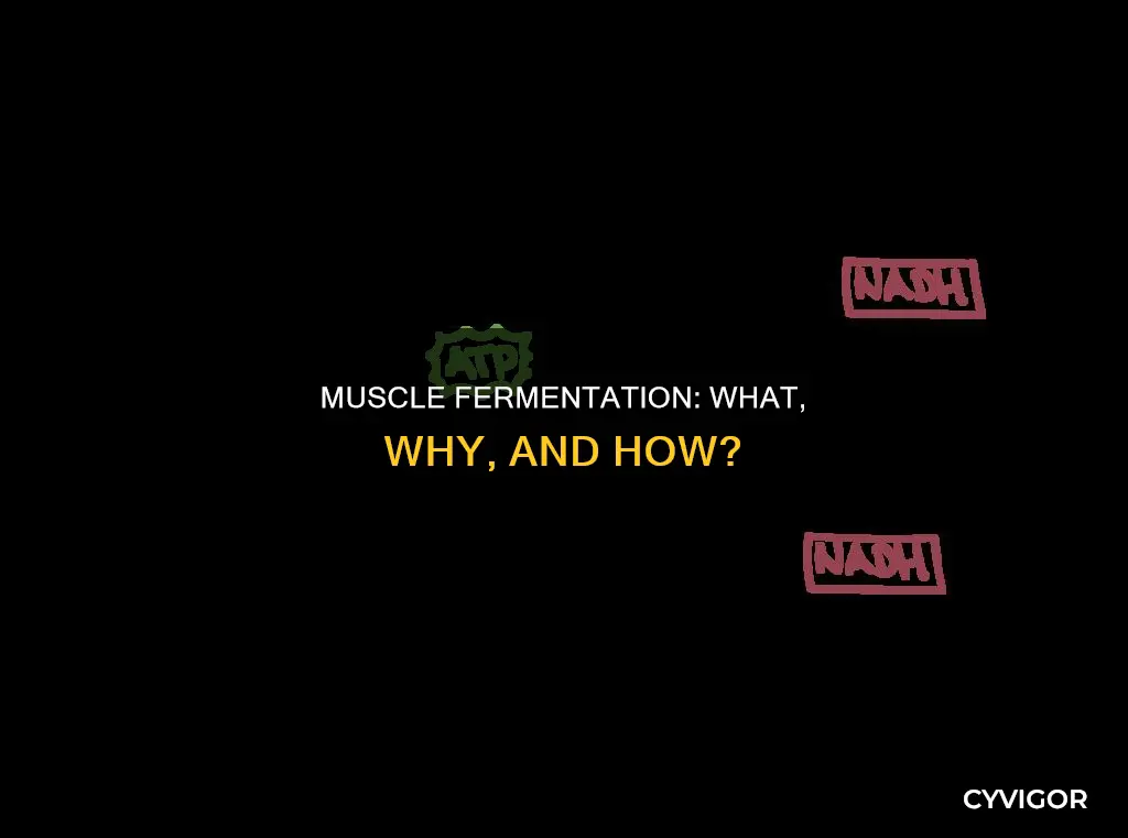 is fermentation in the muscles