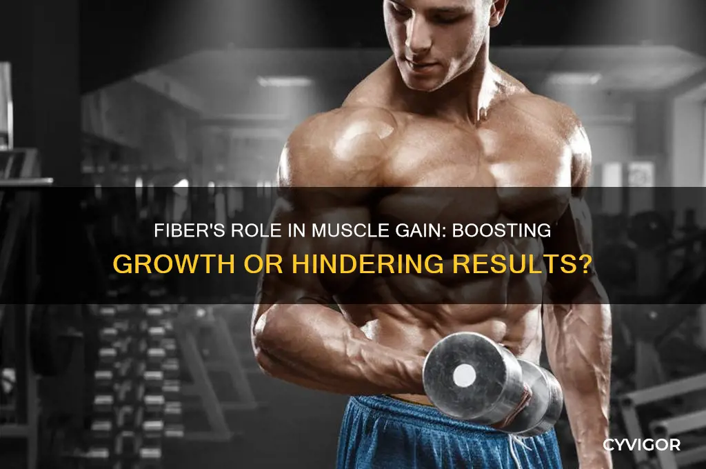 is fiber good for muscle gain