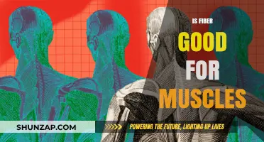 Fiber's Role in Muscle Health: Benefits and Importance Explained
