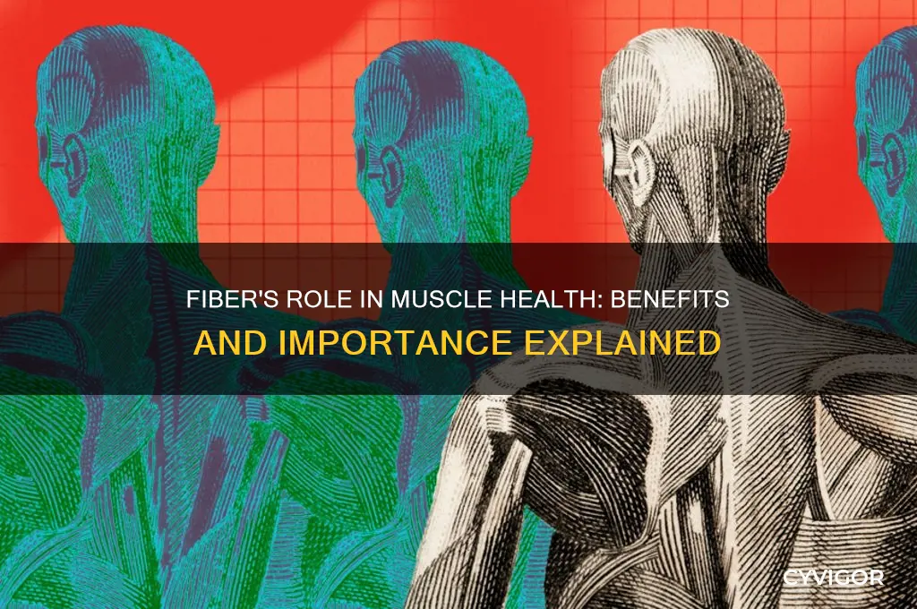 is fiber good for muscles