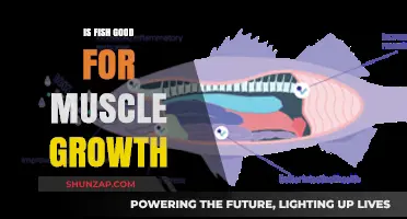 Fish and Muscle Growth: Unlocking Protein Power for Stronger Gains