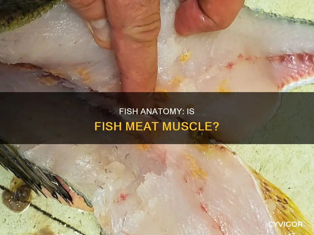 is fish meat muscle