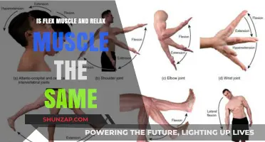 Flex vs. Relax: Understanding the Difference in Muscle Function