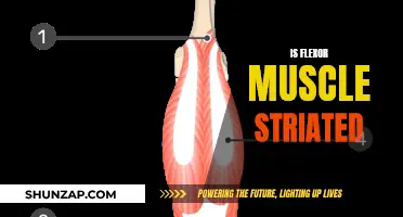 Flexor Muscle Striation: What You Need to Know