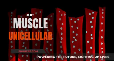 Are Muscles in Flies Made of Single Cells?