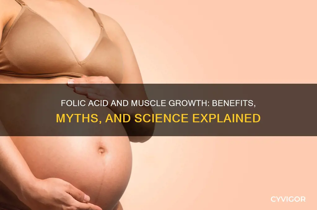 is folic acid good for muscle growth