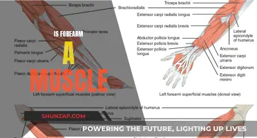 What is Forearm Muscle Anatomy?