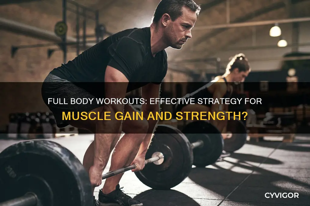 is full body workout good for muscle gain