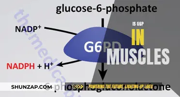 Glucose-6-Phosphate: Muscle Energy Source and Beyond