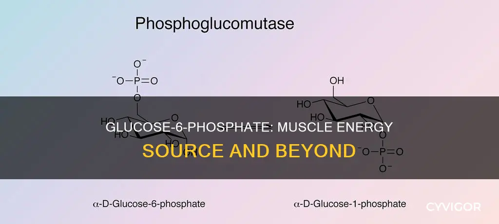is g6p in muscles