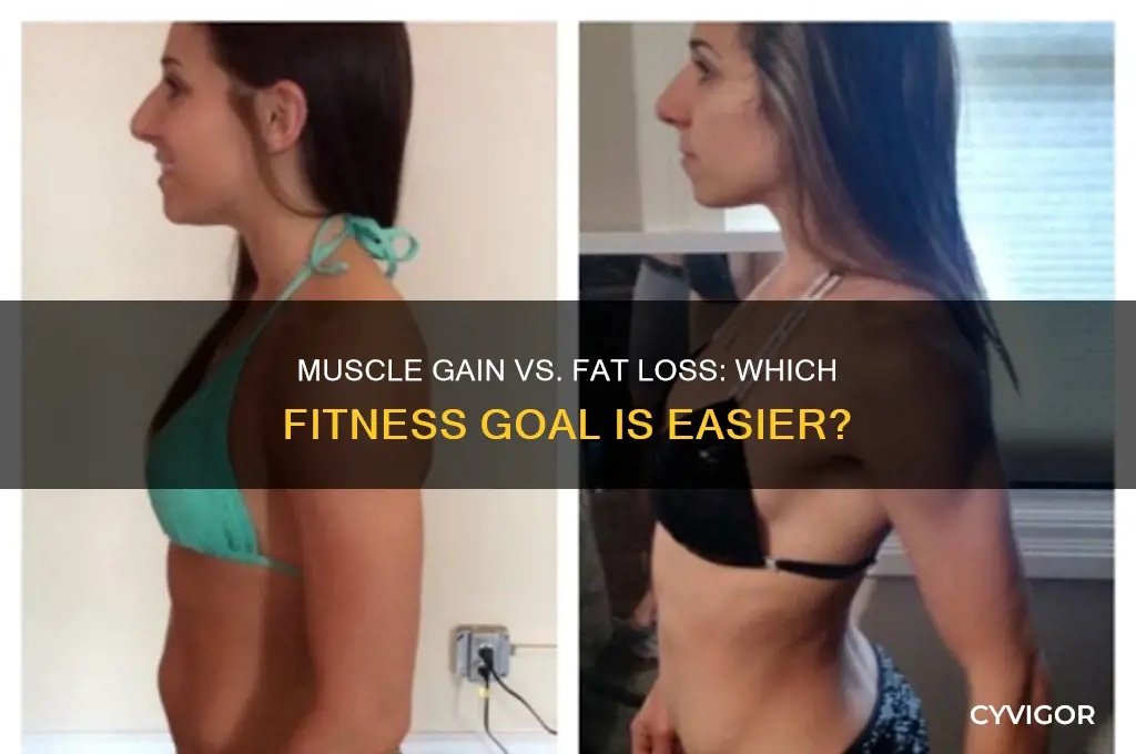 is gaining muscle easier than losing fat