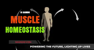 Muscle Growth and Homeostasis: Understanding the Body's Balance