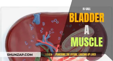 Gall Bladder: A Muscle or Not?