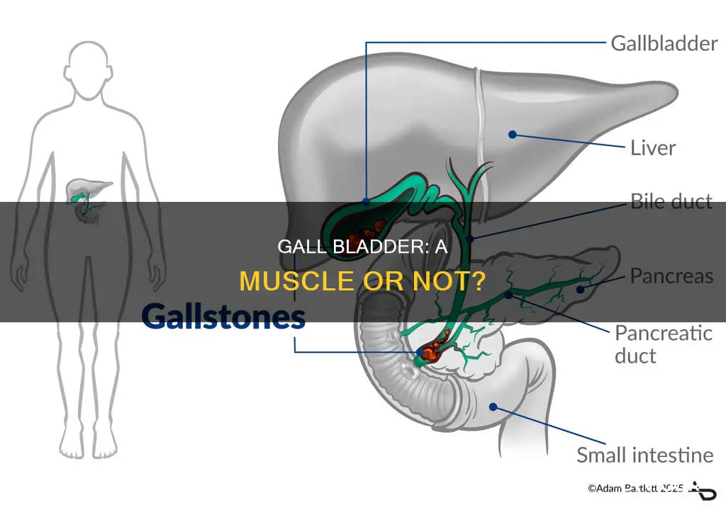 is gall bladder a muscle