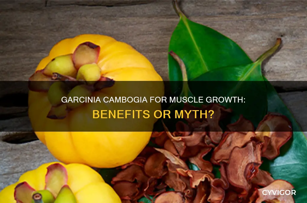 is garcinia cambogia good for muscles