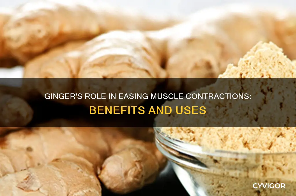 is ginger good for muscle contractions