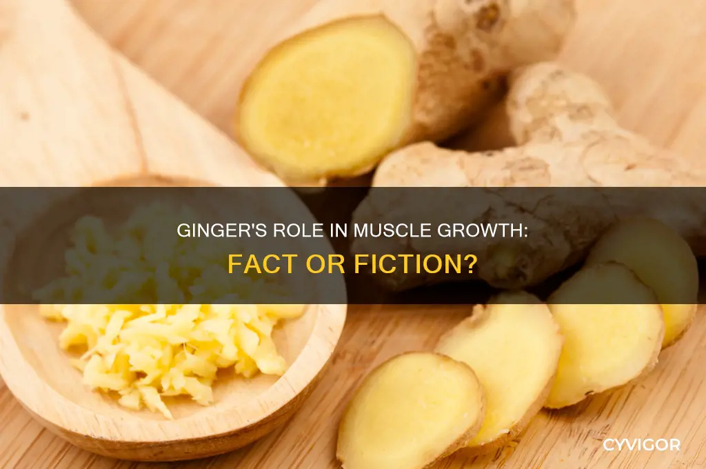 is ginger good for muscle growth